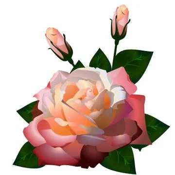 Pink rose. 스톡 일러스트