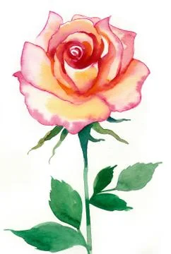 Pink rose Stock Illustration