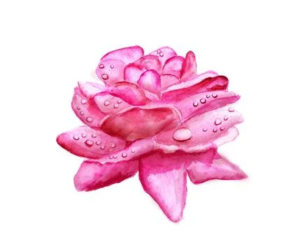Pink rose Stock Illustration