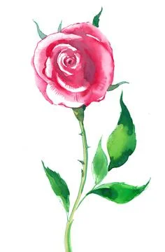Pink rose Stock Illustration