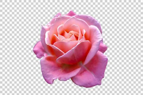 Pink rose Isolate on transparent background PNG file Stock Photos
