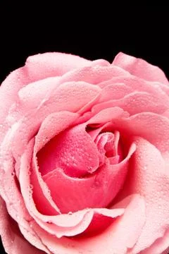 Pink rose isolated Stock Photos