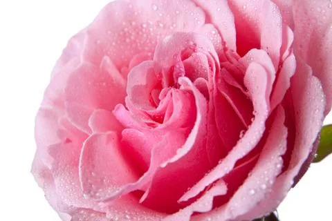 Pink rose isolated Stock Photos