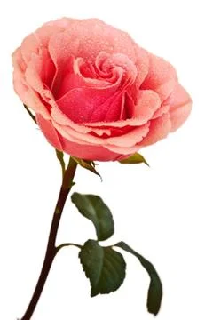Pink rose isolated Stock Photos