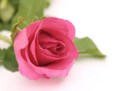 Pink rose isolated Stock Photos