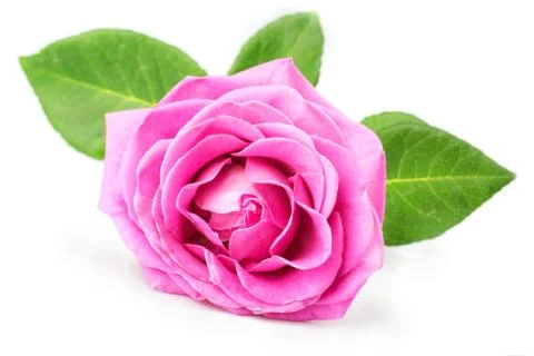 Pink rose  isolated on the white background Stock Illustration