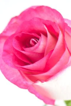 Pink rose isolated on white Stock Photos