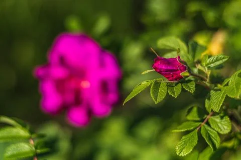 Pink rose for jam in the spring Foto stock