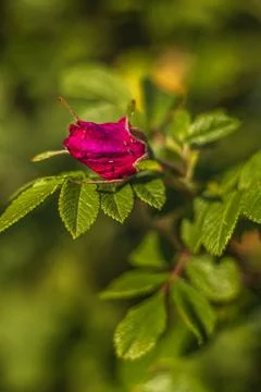Pink rose for jam in the spring Stock Photos