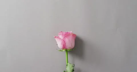 Pink rose lying on pink background at valentine's day Stock Footage 339555669