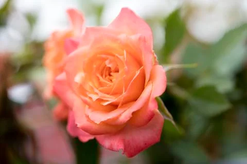 Pink rose macro background fine art in high quality prints products fifty meg Stock Photos