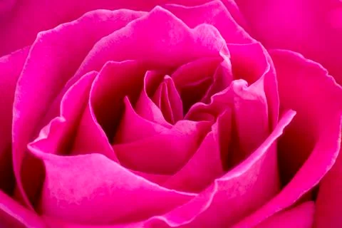 Pink rose macro background 스톡 사진