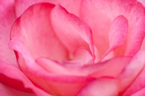 Pink rose macro close up Foto stock