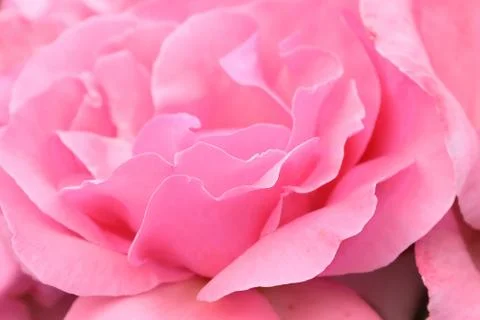 Pink rose macro close-up Stock Photos
