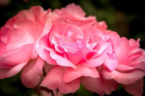 Pink rose macro close-up Foto stock
