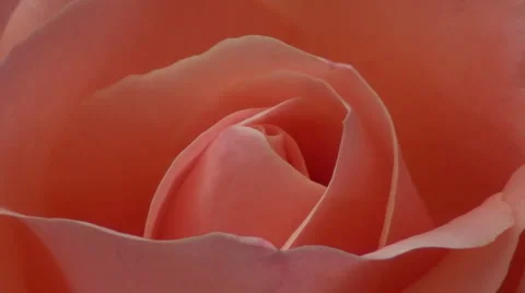 Pink rose macro Stock Footage 881079