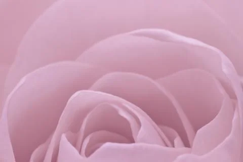 Pink rose macro Stock Photos