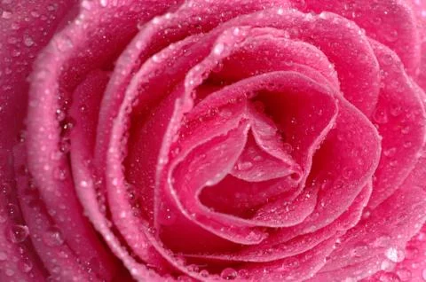 Pink rose macro Foto stock