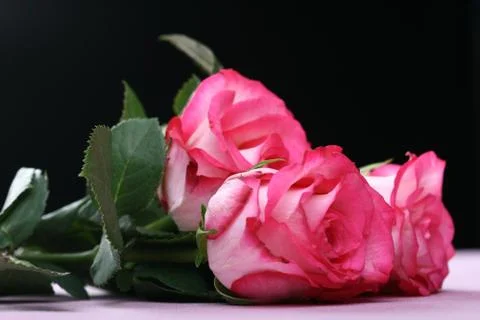 Pink rose macro Stock Photos
