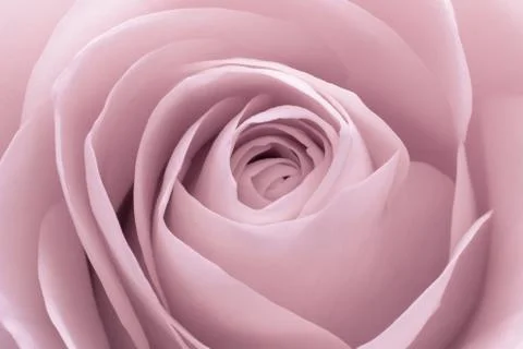 Pink rose macro Stock Photos