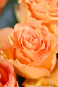Pink rose macro  Stock Photos