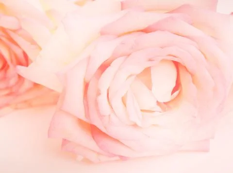 Pink rose macro Stock Photos
