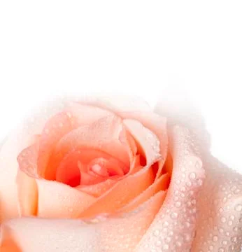 Pink rose macro Stock Photos