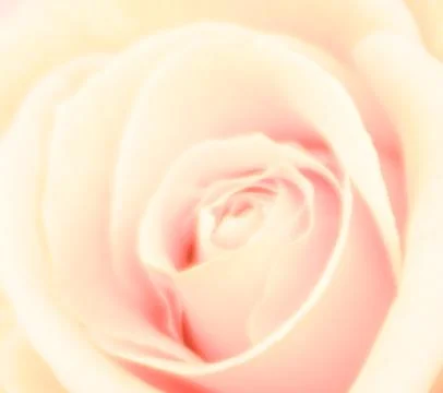 Pink Rose Macro Stock Photos
