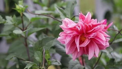 Pink Rose moves with small Wind 스톡 동영상 108370079