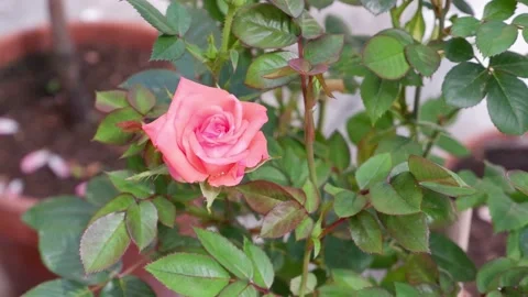 A pink rose moves in the wind. 4k Stock Footage 155681994