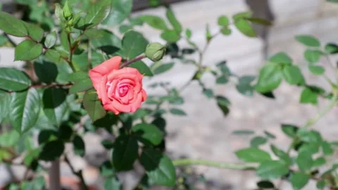 A pink rose moves in the wind. 4k Stock Footage 155682061