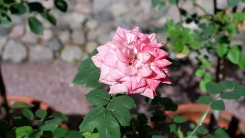 A pink rose moves in the wind. Blurred background. Stock Footage 154652340