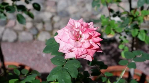 A pink rose moves in the wind. Blurred background. Stock Footage 154652563