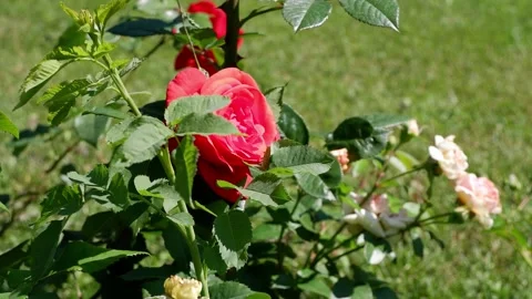 The pink rose is moving. 4k. Stock Footage 157021629