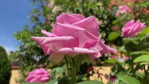 Pink rose in nature Stock Footage 196124441