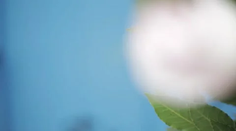 Pink rose out of focus tracking shot Stock Footage 58548603
