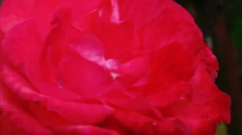Pink Rose Pan Stock Footage 636210