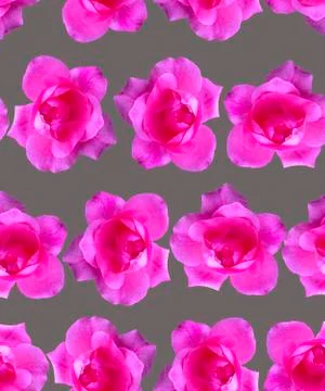 Pink rose pattern. Beautiful flower background seamless Stock Photos