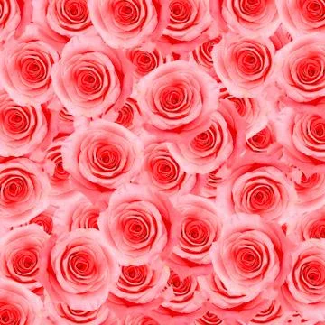 Pink rose pattern Stock Photos