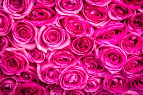 Pink Rose Pattern Stock Photos