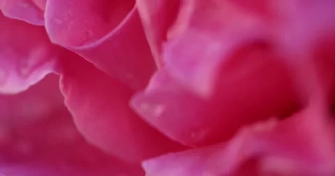 Pink rose petals with dew drops focusing macro shot Stock Footage 338109599