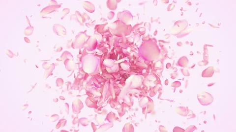 Pink Rose Petals exploding in 4K Video stock 128674591