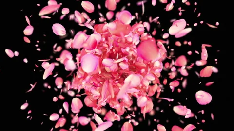 Pink Rose Petals exploding in 4K Stock Footage 128674867