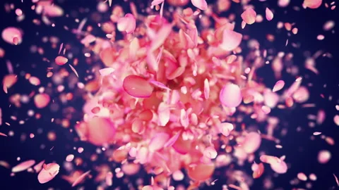 Pink Rose Petals exploding in 4K Video stock 128674871
