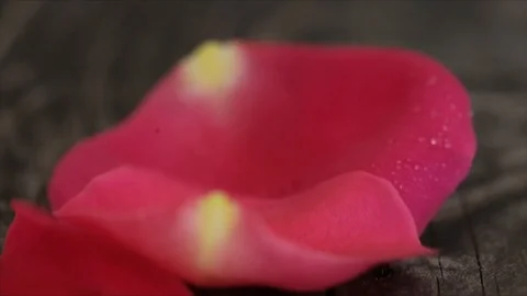 Pink Rose Petals fall on each other Water Drops Slowmotion Closeup Stock Footage 99198228
