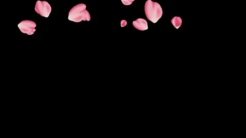 Pink Rose petals falling alpha transparente background Stock Footage 123978112