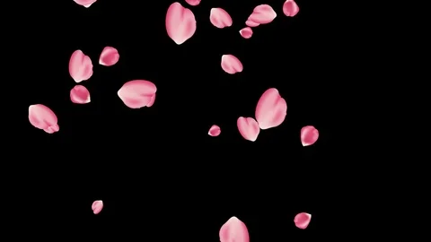Pink Rose petals falling alpha transparente loop Stock Footage 123978400