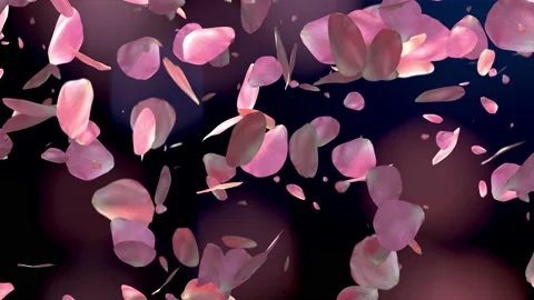 Pink rose petals falling on beautiful black background Stock Footage 169609268