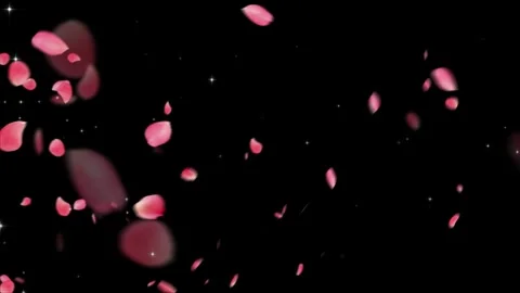 Pink rose petals falling on black background. Floral overlay with sparkling Video stock 339646424