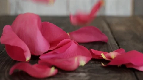 Pink Rose Petals Falling on each other Slowmotion Closeup Stock Footage 99197898